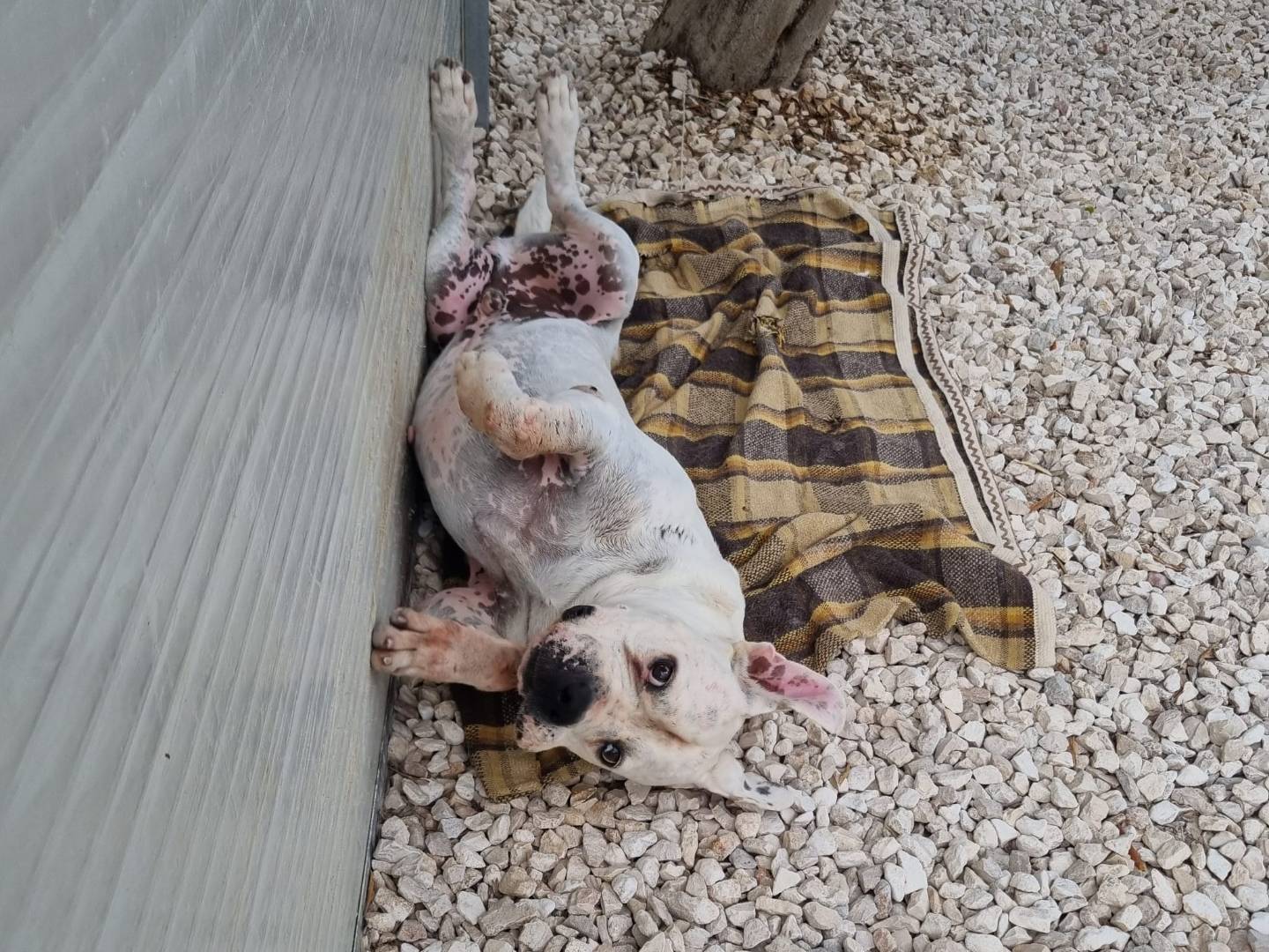 Vuoi adottare un cane a Bari?