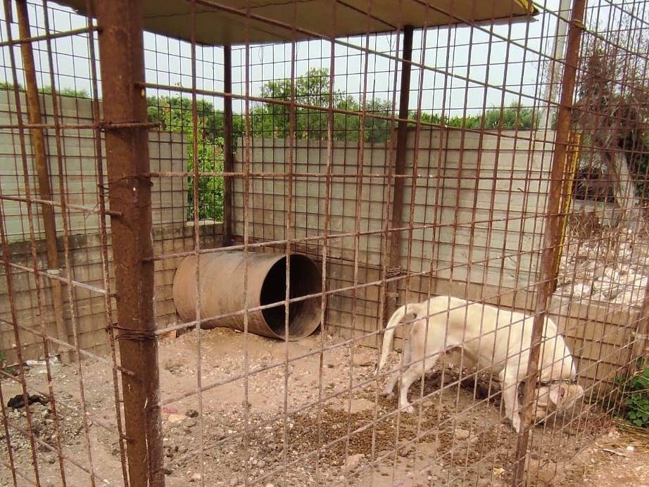 Adotta il cane JACK a Bari