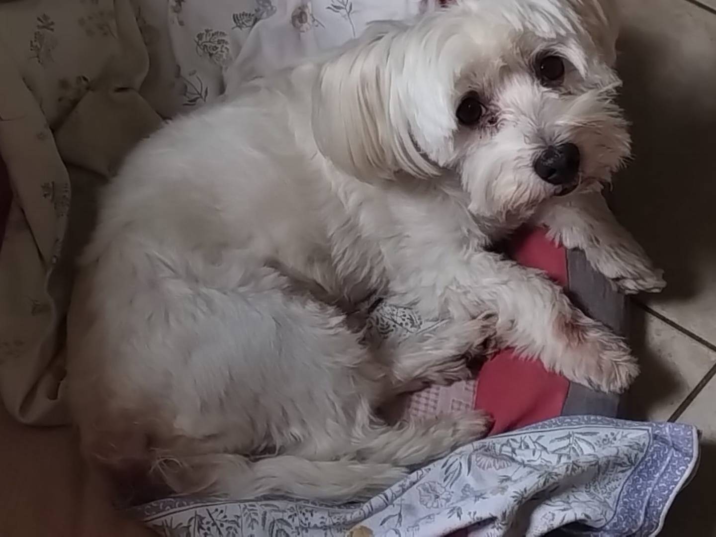 Adozione cane, maschio, Maltese, 10 anni, taglia piccola, Milano