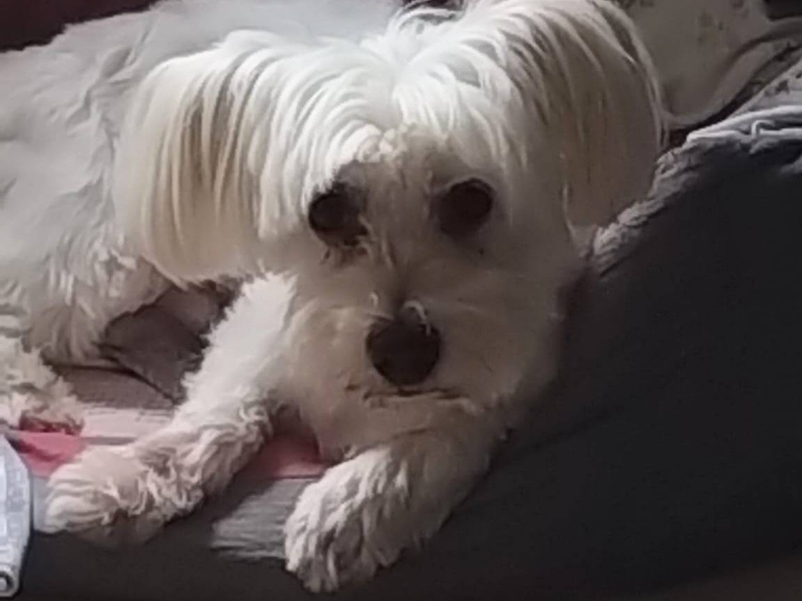 Adotta un cane, maschio, 10 anni, Milano