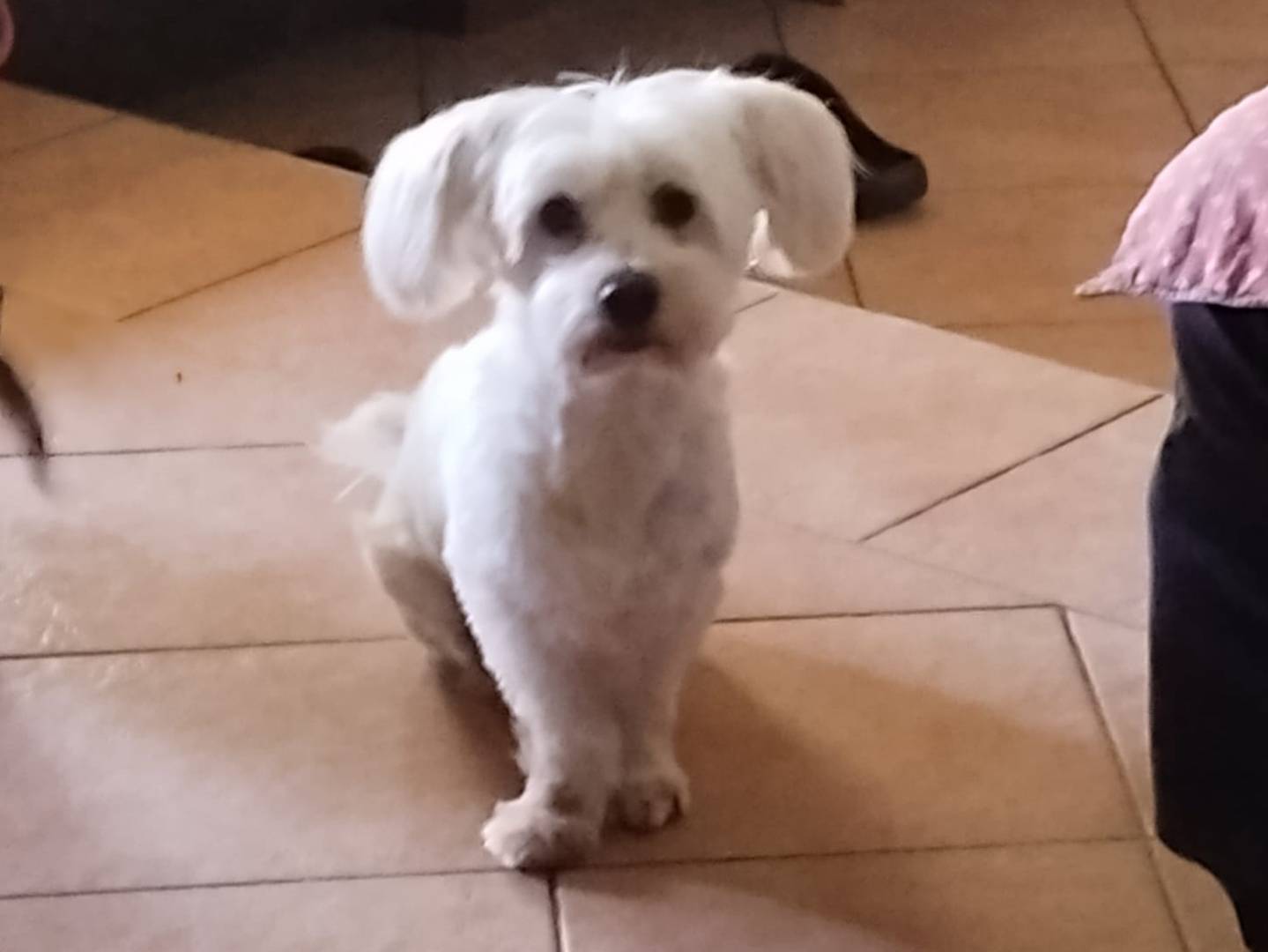 Adotta un cane, taglia piccola, maschio, Milano