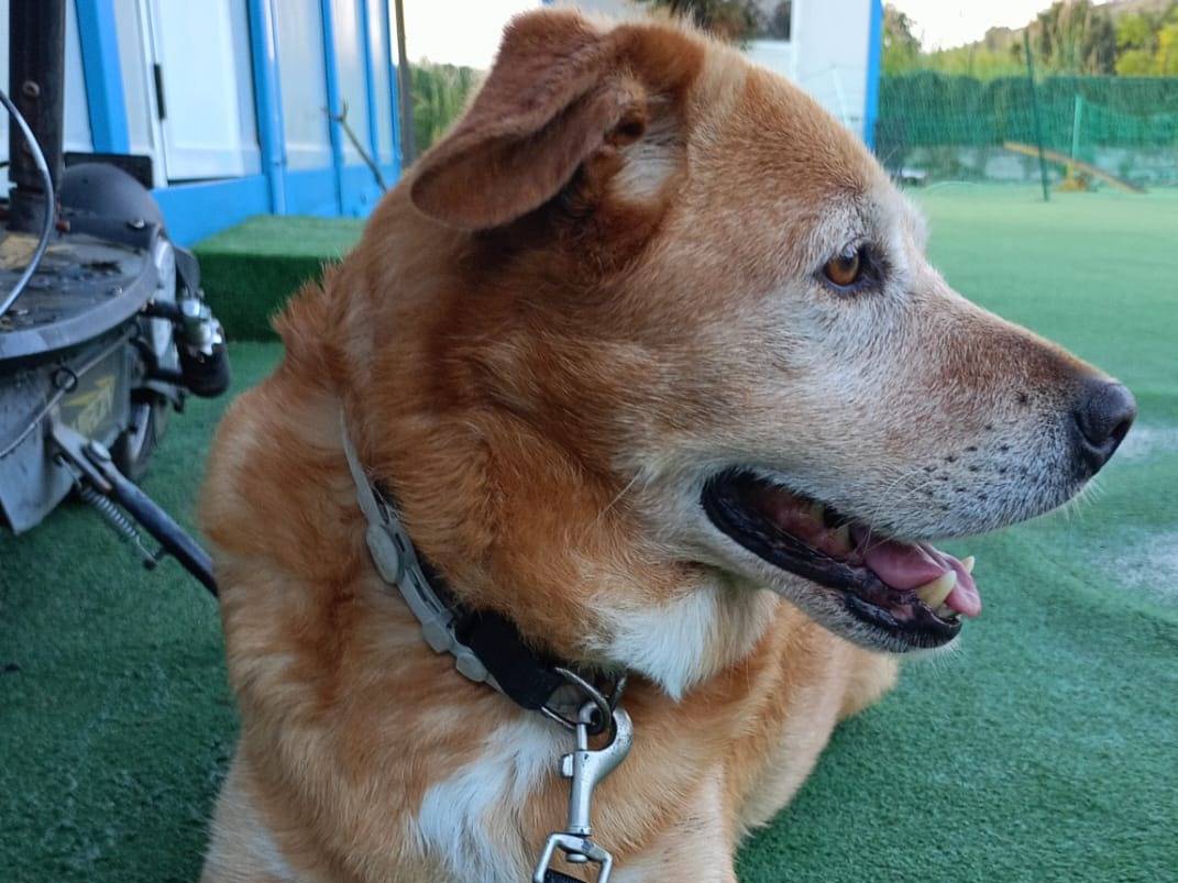 Adotta un cane, maschio, 9 anni  e 11 mesi , Cosenza