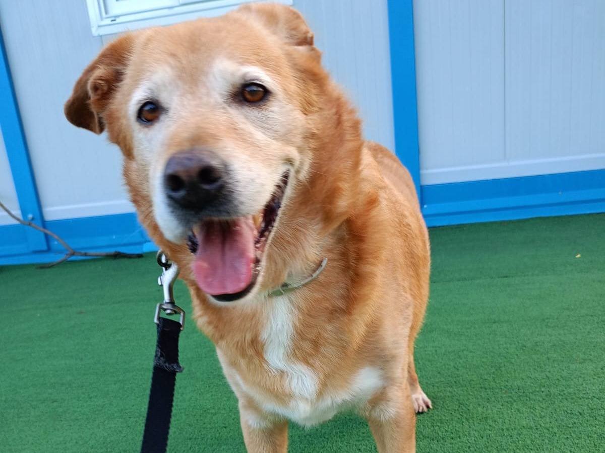 Adotta un cane, taglia grande, maschio, Cosenza