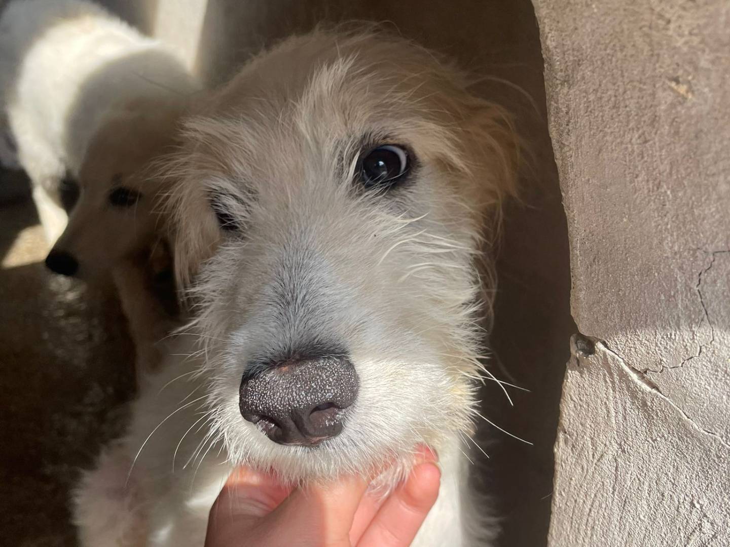 Adozione cane, femmina, Spinone, 1 anno e 10 mesi, taglia media contenuta, Avellino