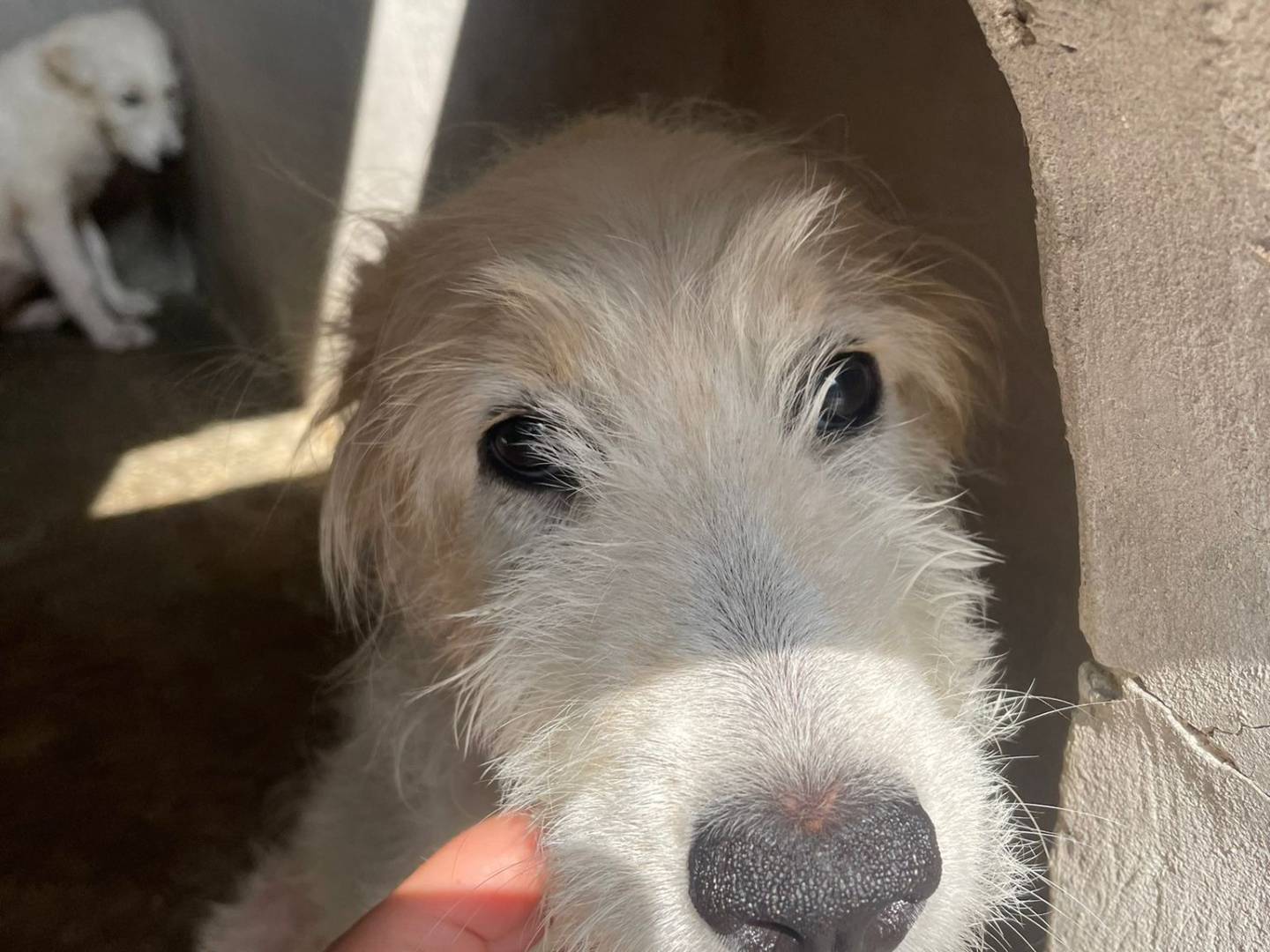 Adotta un cane, femmina, 1 anno e 10 mesi, Avellino