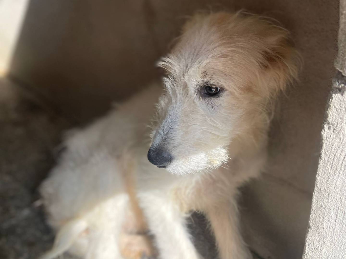 Adotta un cane, taglia media contenuta, femmina, Avellino