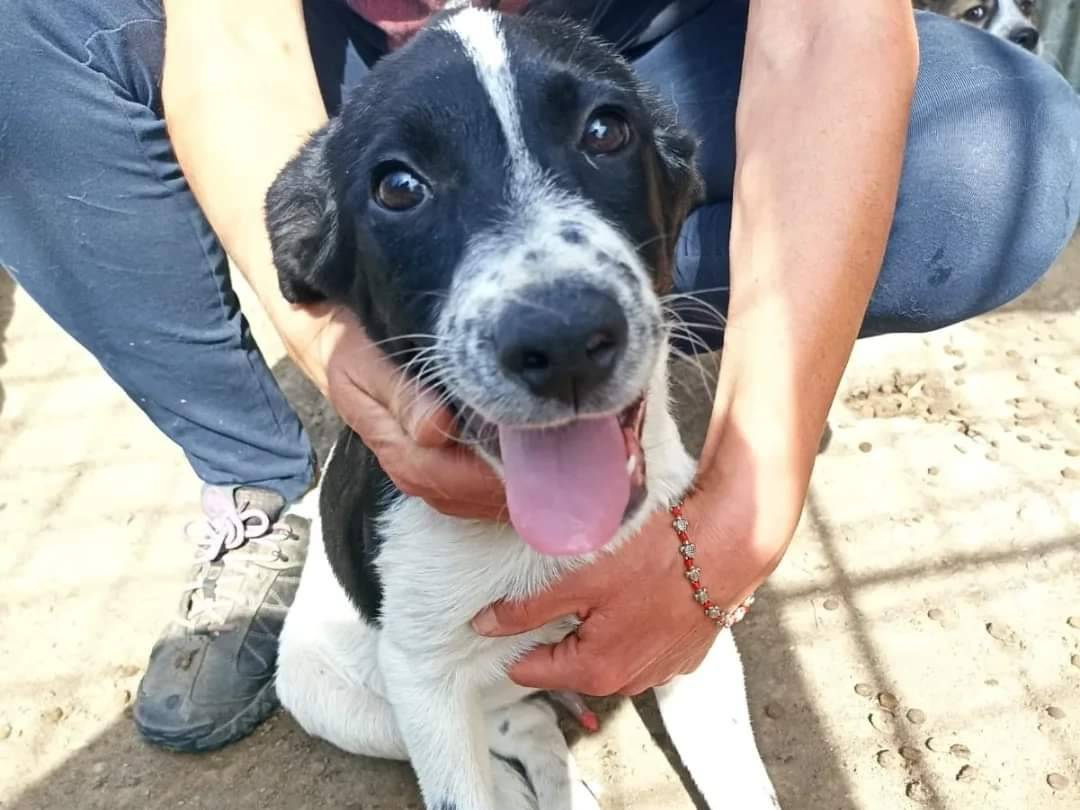 Adozione cane, maschio, meticcio, 1 anno e 9 mesi, taglia media, Avellino