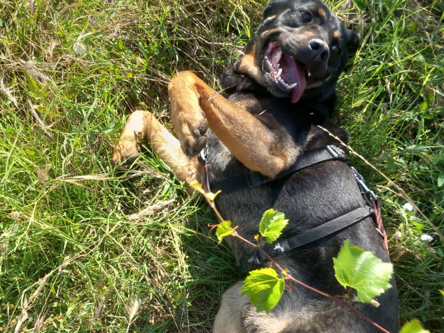 Adotta un cane, maschio, 6 anni  e 3 mesi , Barletta