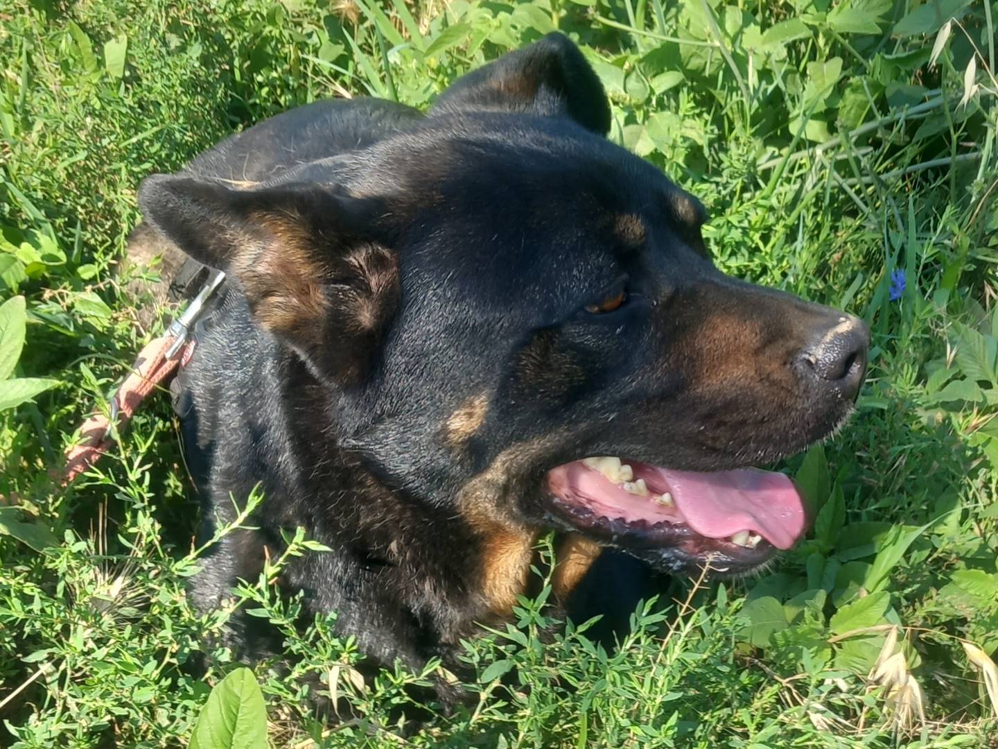 Vuoi adottare un cane a Barletta?