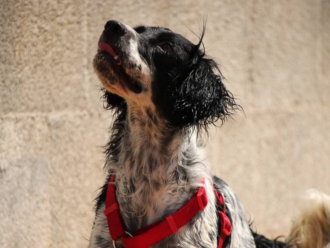 Adozione cane, maschio, Breton, 4 anni e 1 mese, taglia media contenuta, Lecce