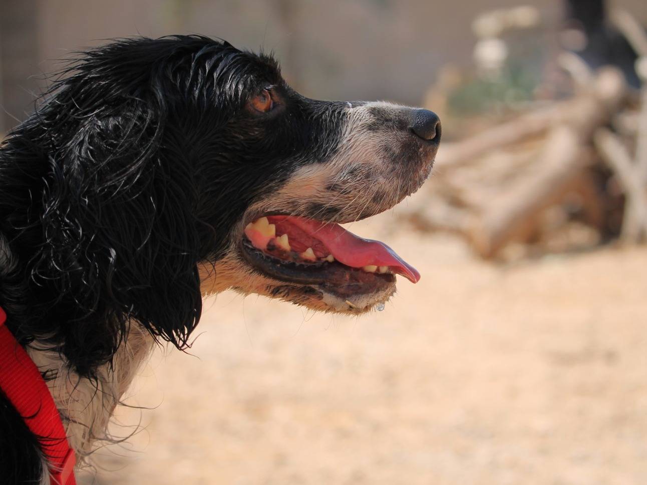 Adotta un cane, maschio, 4 anni e 1 mese, Lecce