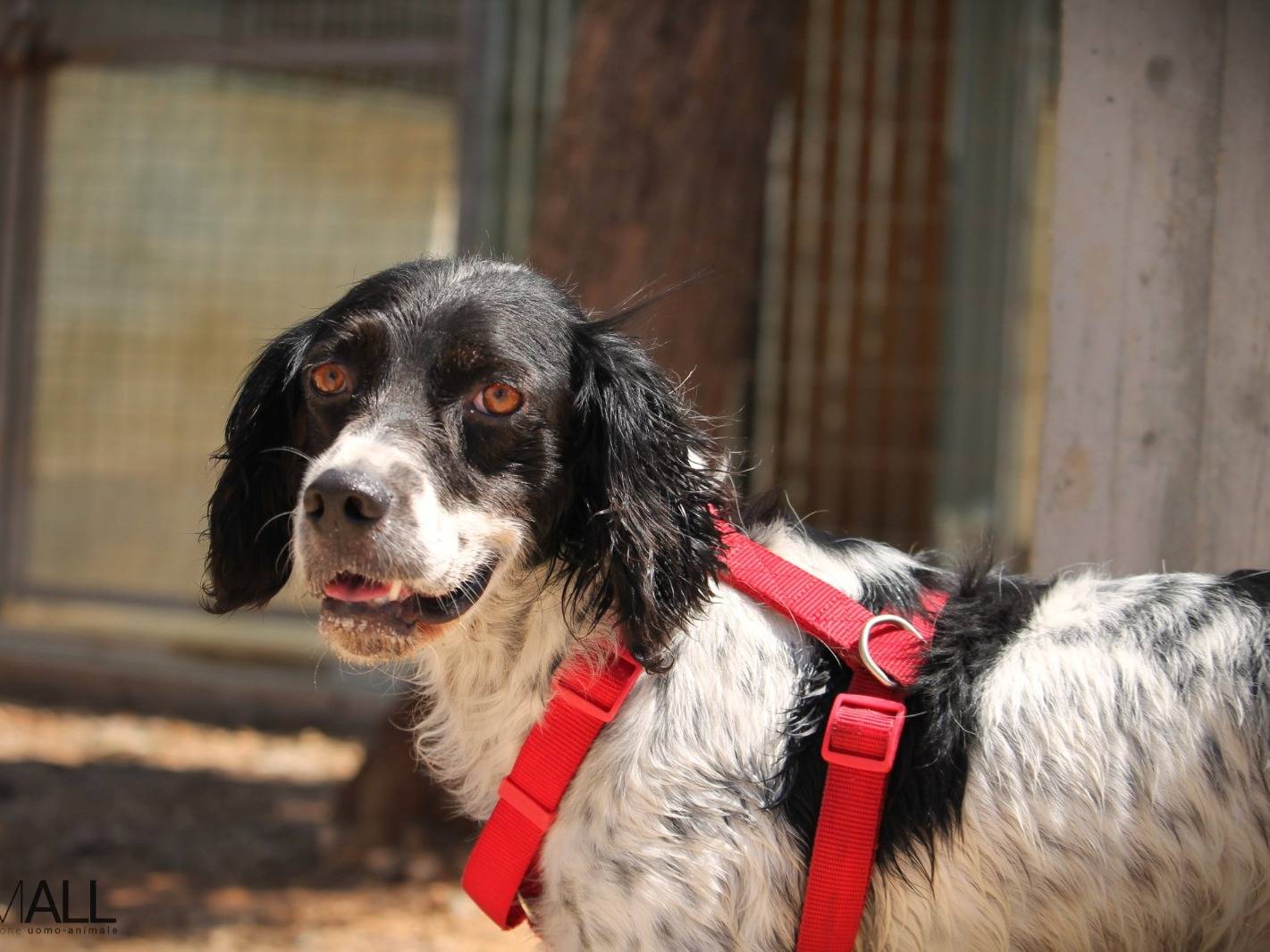 Adotta un cane, taglia media contenuta, maschio, Lecce