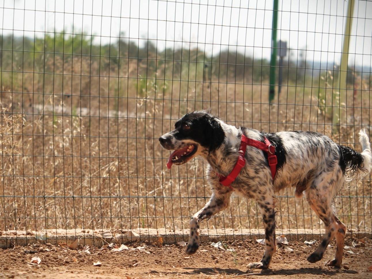 Vuoi adottare un cane a Lecce?