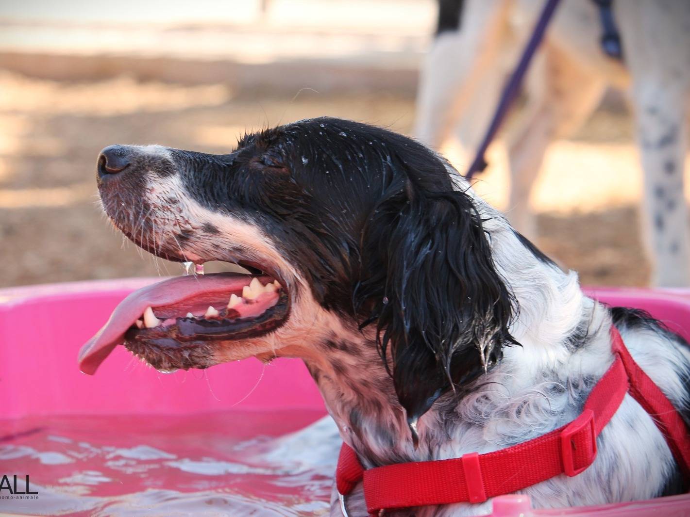 Adotta il cane Frank a Lecce