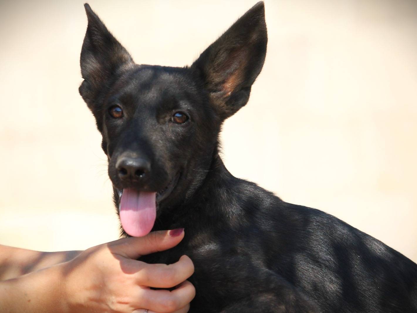 Adozione cane, femmina, meticcio, 2 anni e 4 mesi, taglia grande, Lecce