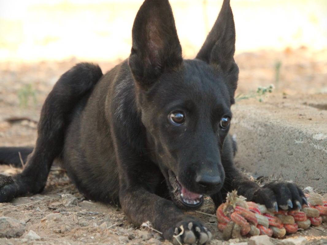 Adotta un cane, femmina, 2 anni e 4 mesi, Lecce