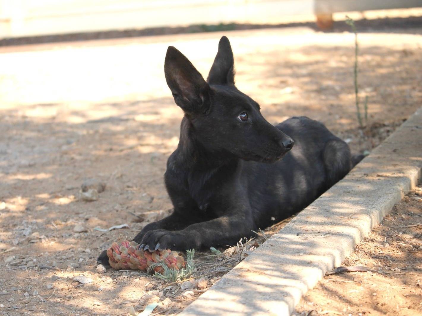 Adotta un cane, taglia grande, femmina, Lecce