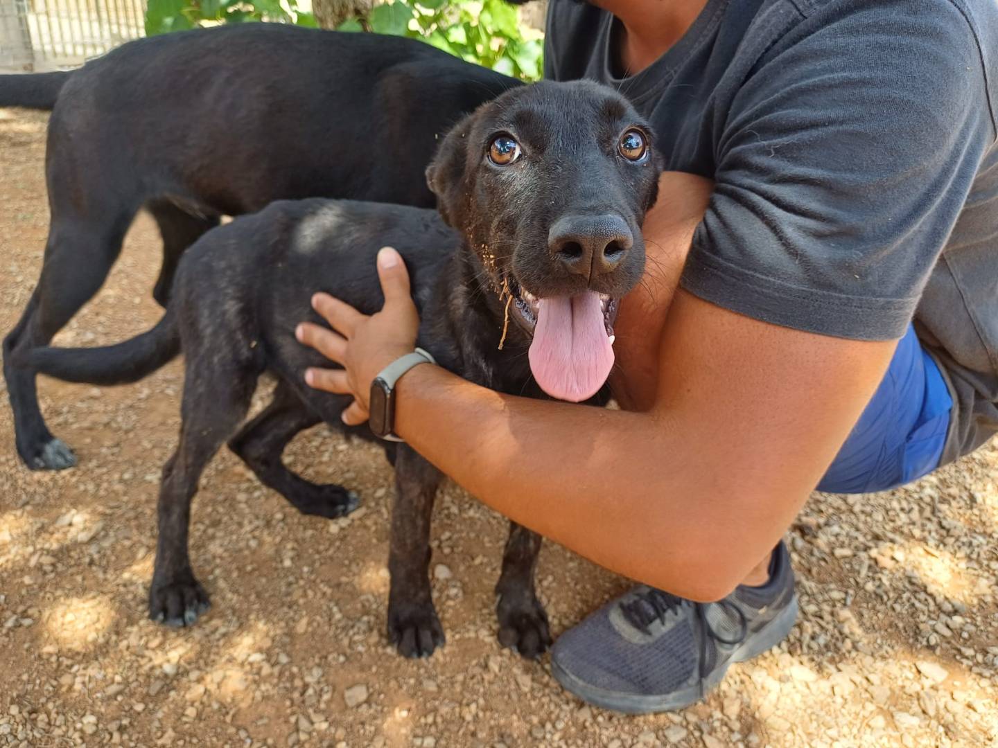 Vuoi adottare un cane a Lecce?