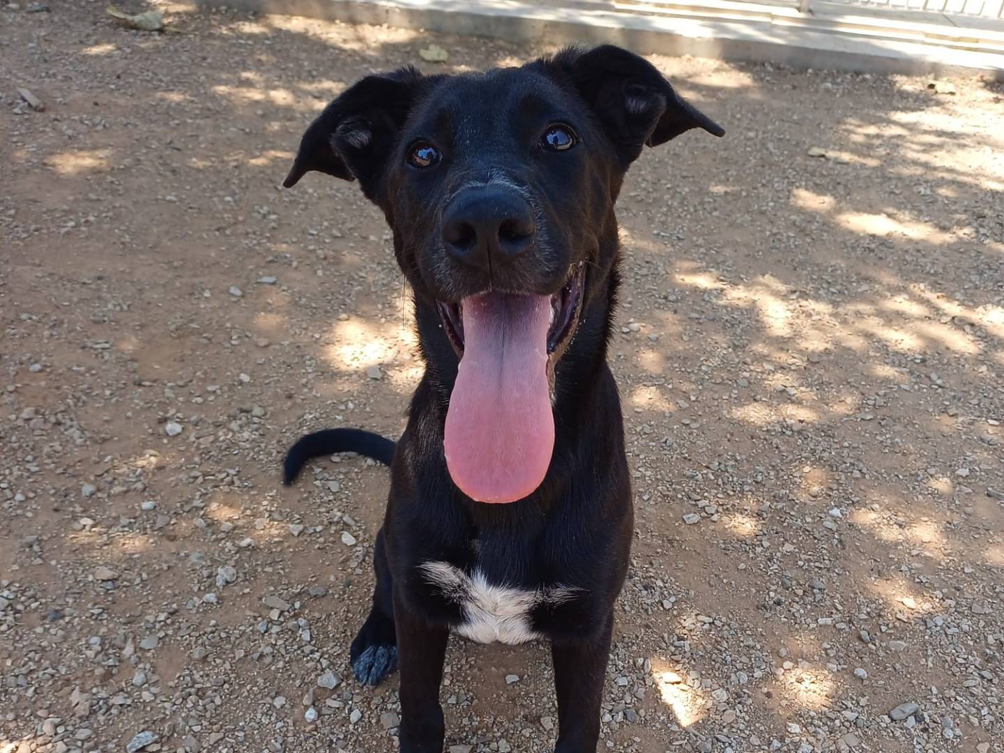 Adozione cane, femmina, meticcio, 9 mesi, taglia media contenuta, Lecce