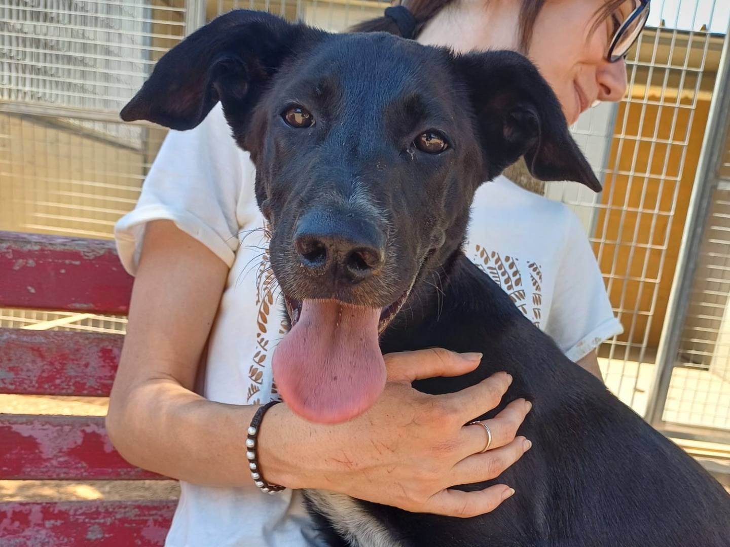 Adotta un cane, femmina, 2 anni e 6 mesi, Lecce