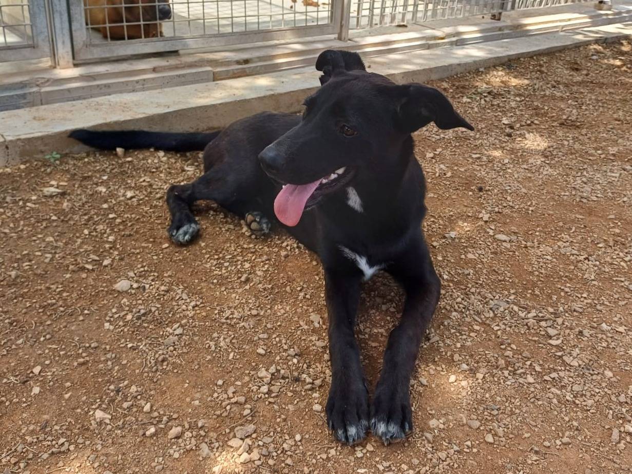 Adotta un cane, taglia media contenuta, femmina, Lecce