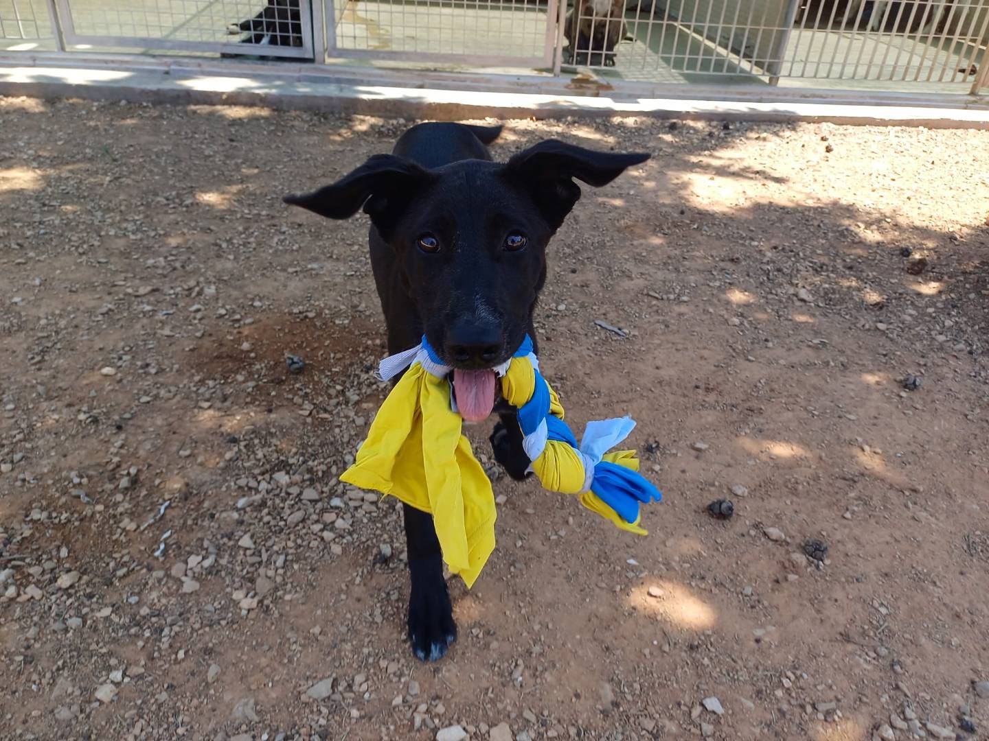 Vuoi adottare un cane a Lecce?