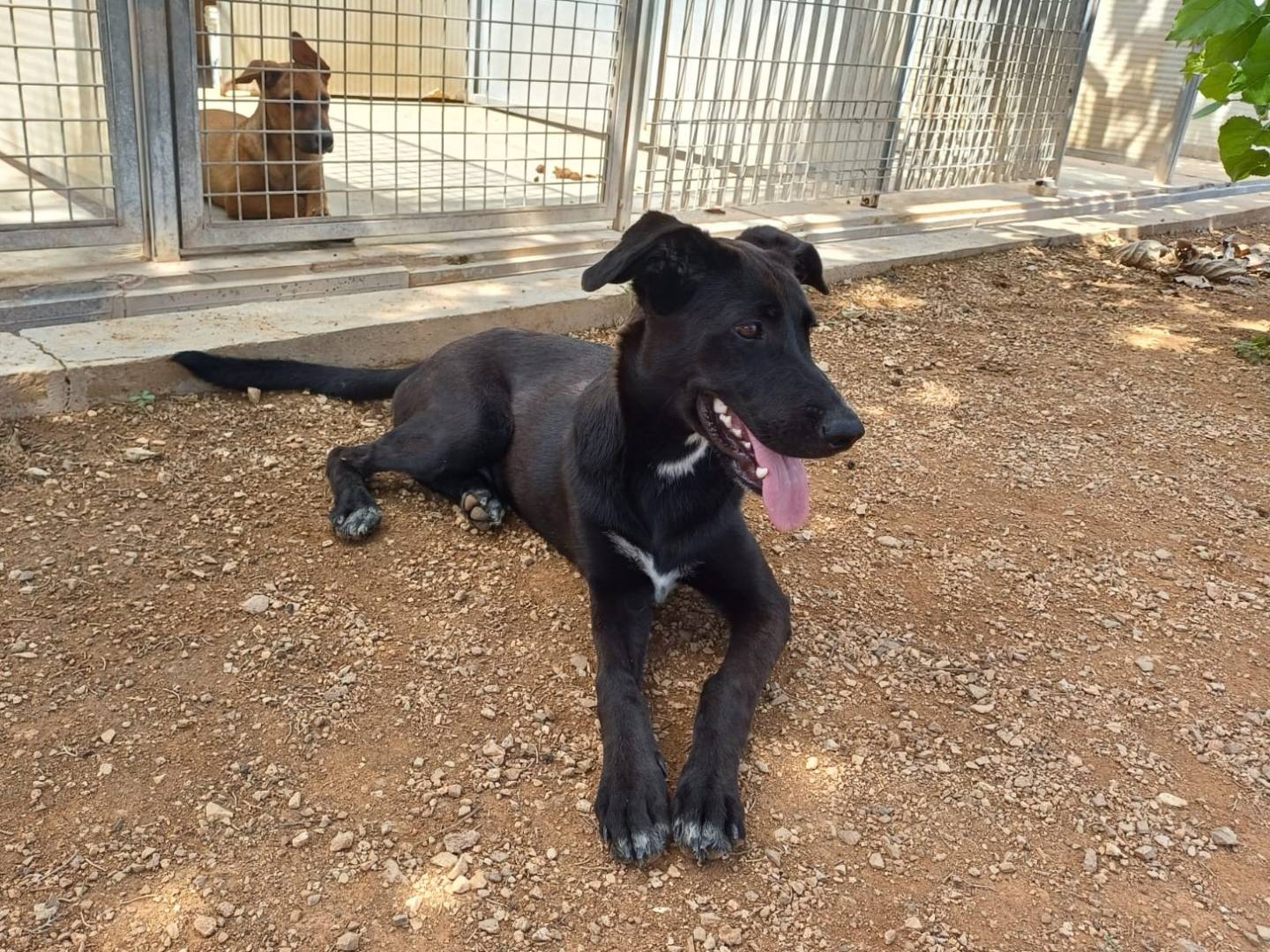Adotta il cane Talia a Lecce