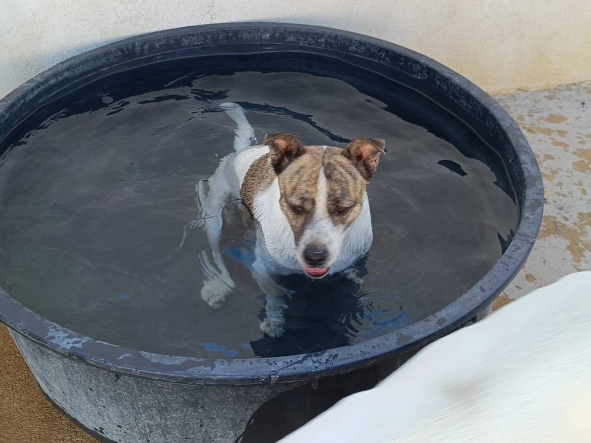 Adotta il cane Astro a Caserta