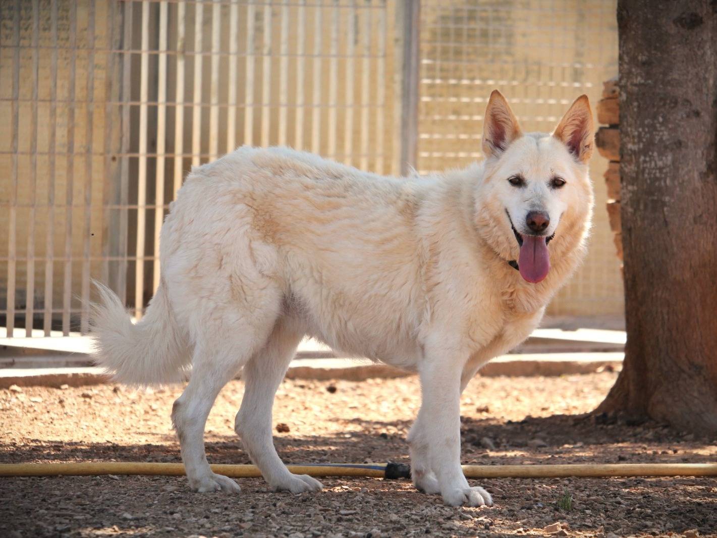 Adotta un cane, femmina, 6 anni  e 8 mesi , Lecce