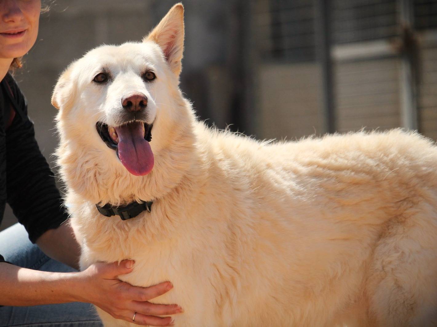 Adotta un cane, taglia grande, femmina, Lecce