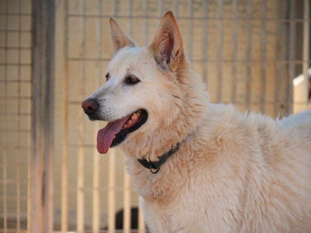 Adozione cane, femmina, Pastore svizzero Razza sconosciuta, 6 anni  e 8 mesi , taglia grande, Lecce