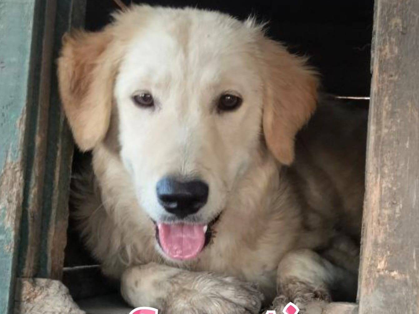 Adozione cane, femmina, meticcio, 1 anno e 11 mesi, taglia media, Crotone