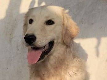 Adotta un cane, femmina, 1 anno e 11 mesi, Crotone