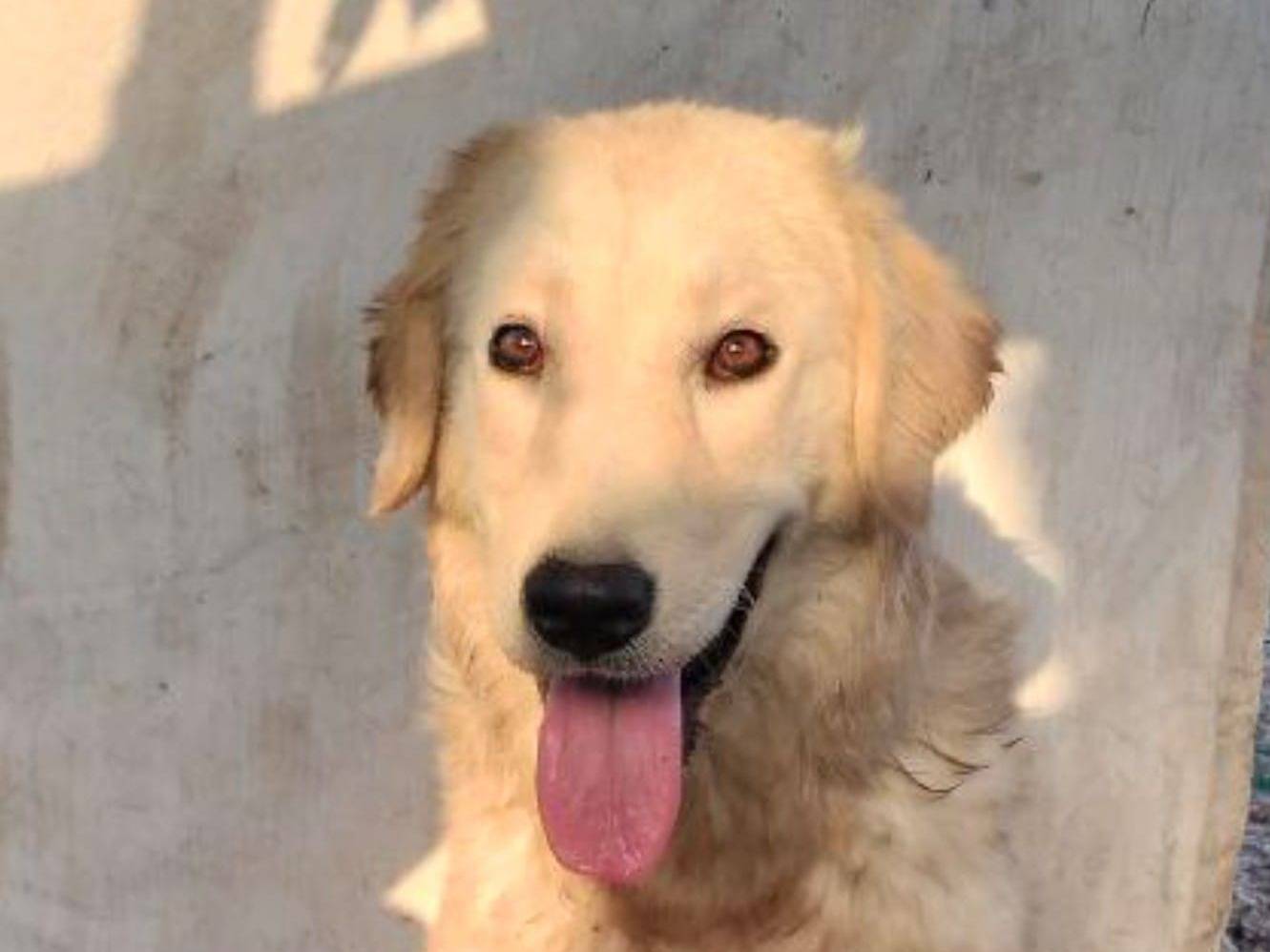 Adotta un cane, taglia media, femmina, Crotone