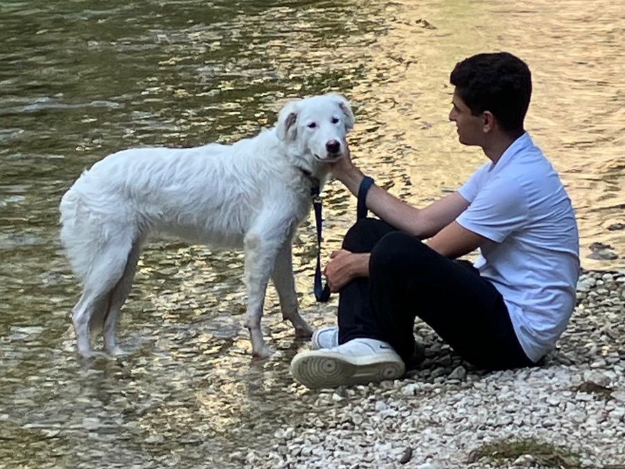 Adotta un cane, taglia grande, femmina, Latina