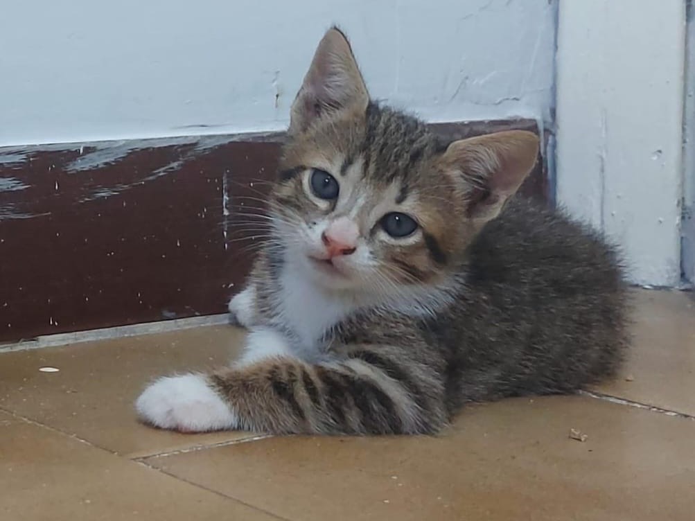 Adotta un gatto, maschio, 1 anno e 4 mesi, Roma