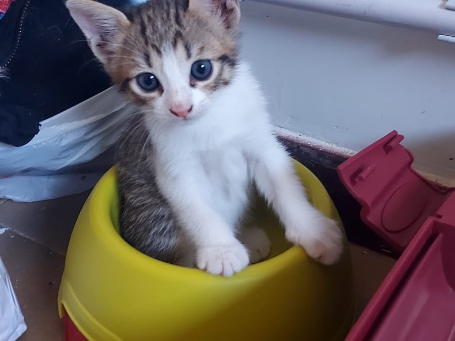 Adotta un gatto, taglia non valida, maschio, Roma