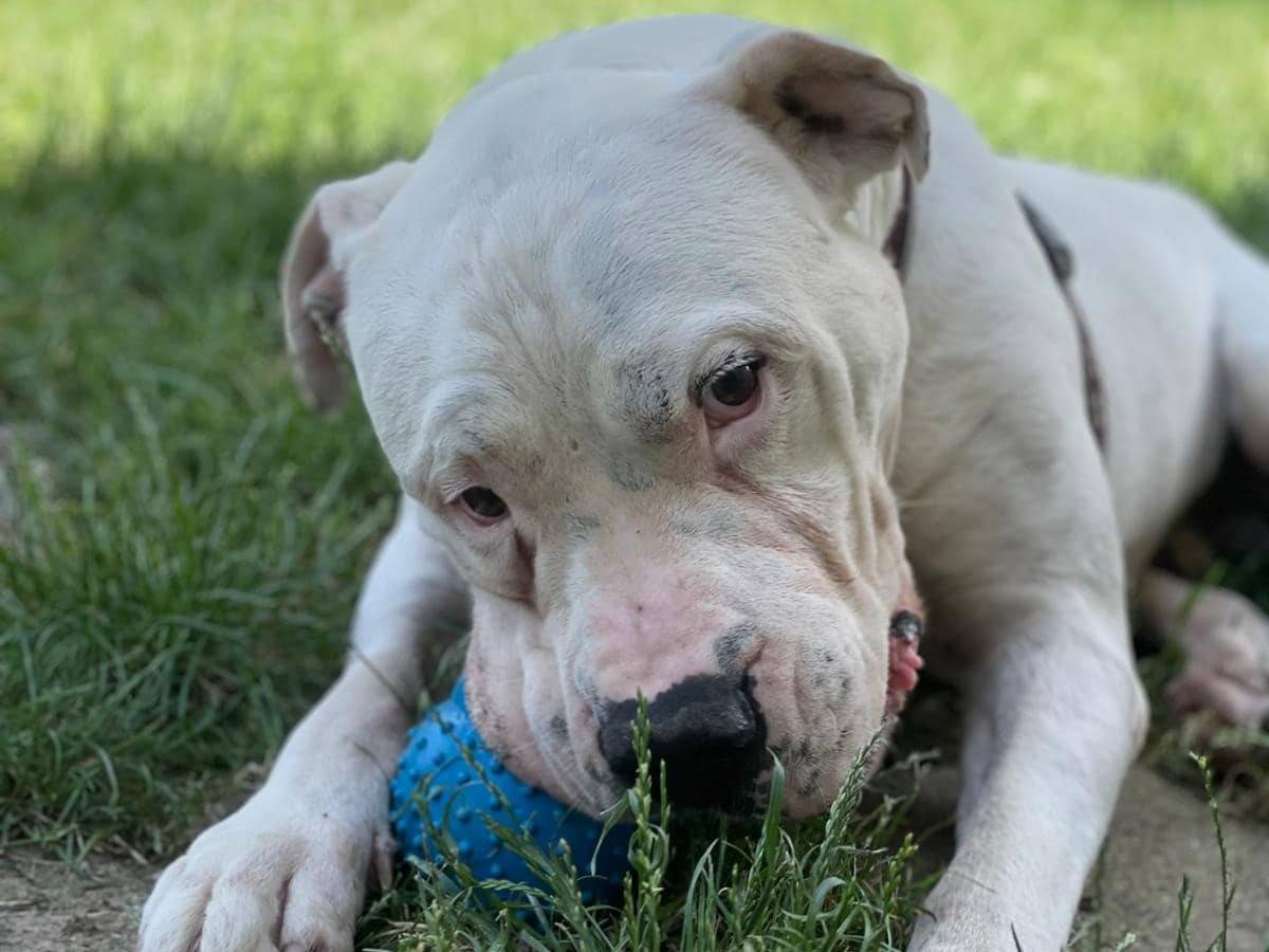 Adozione cane, maschio, Razza sconosciuta, 11 anni  e 7 mesi , taglia gigante, Novara