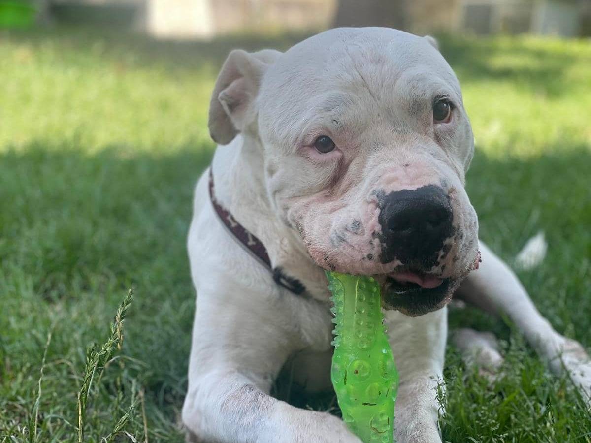 Adotta un cane, maschio, 11 anni  e 7 mesi , Novara