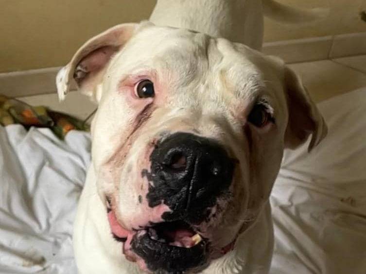 Adotta un cane, taglia gigante, maschio, Novara