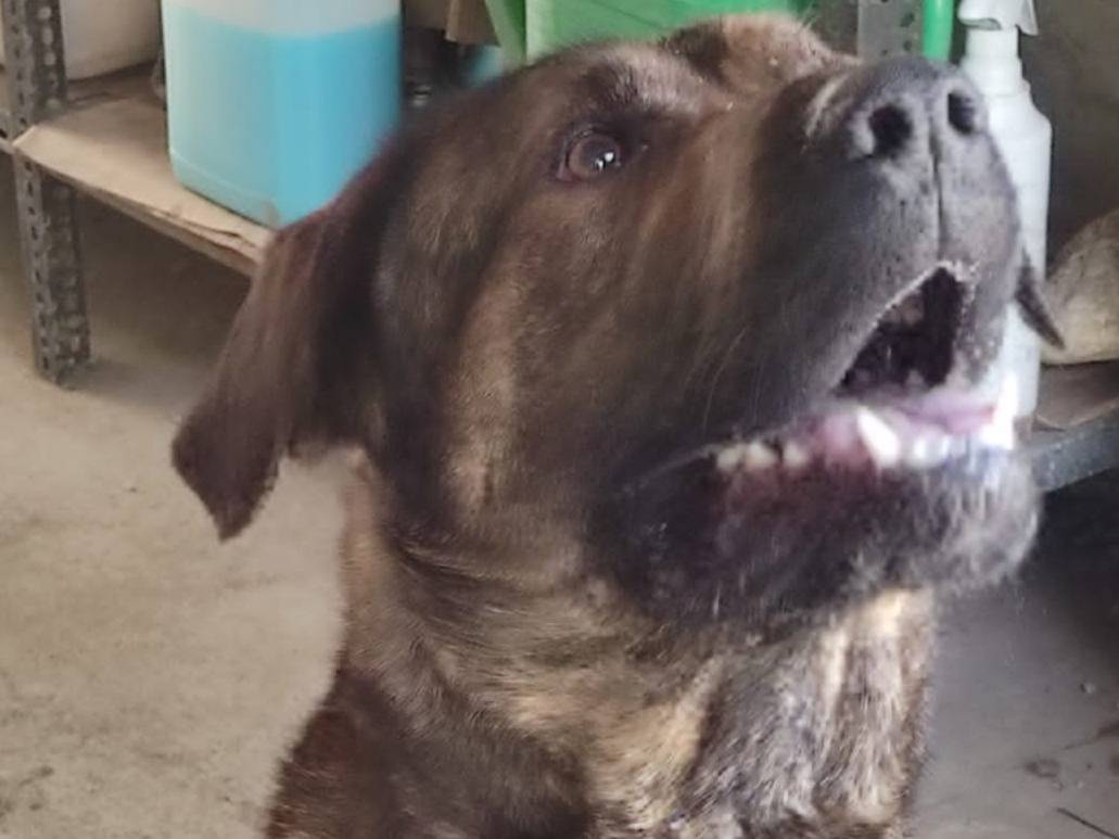 Adotta un cane, maschio, 2 anni  e 4 mesi , Novara