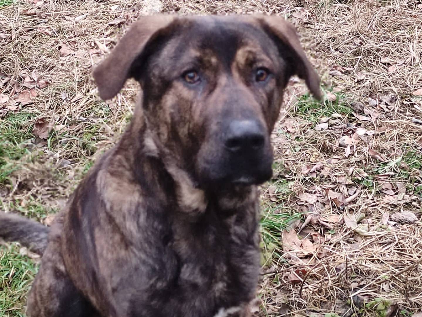 Adotta un cane, taglia gigante, maschio, Novara