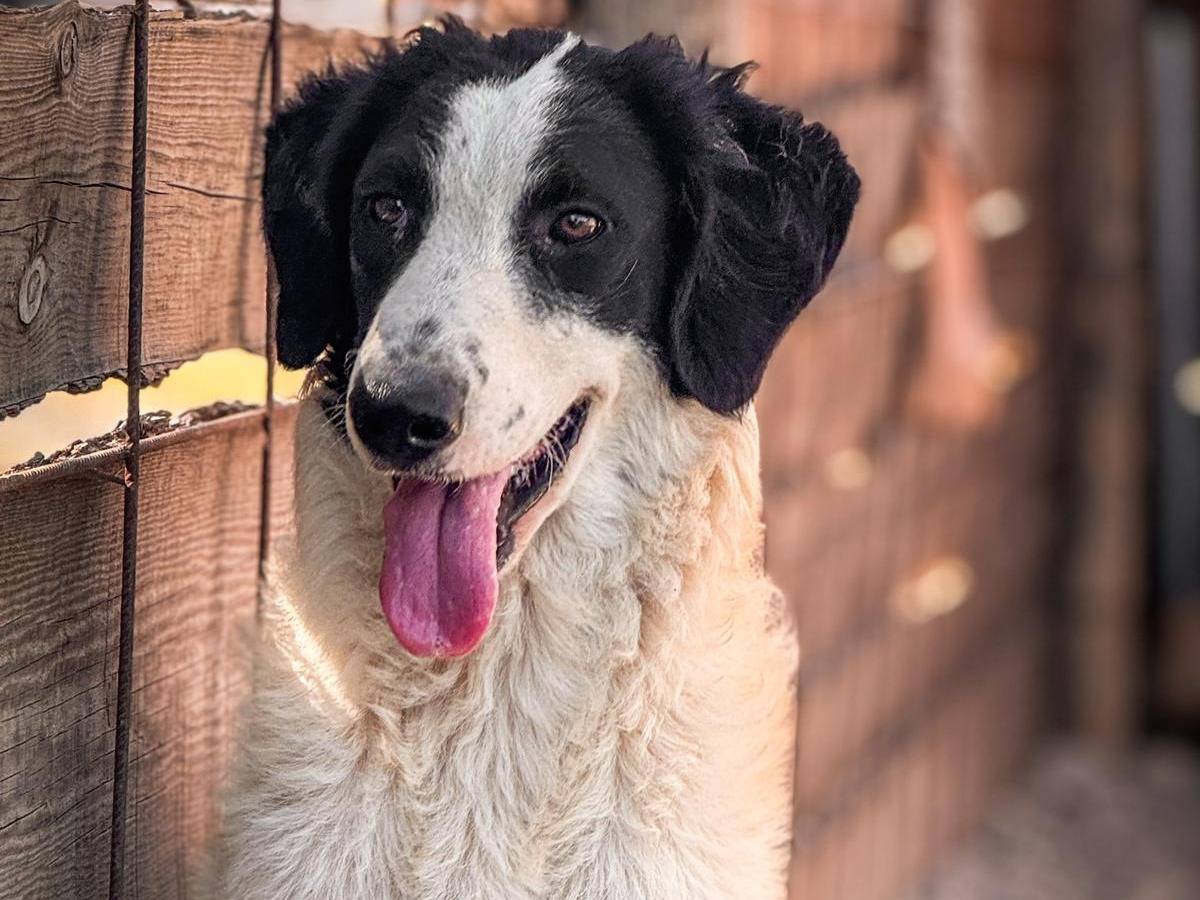 Adotta un cane, femmina, 1 anno e 5 mesi , Crotone