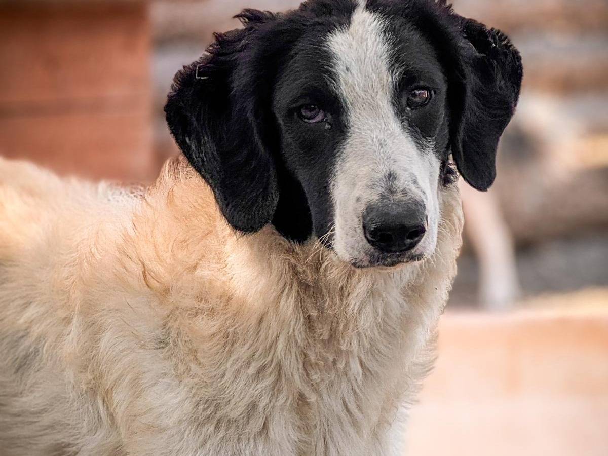 Adotta un cane, taglia media, femmina, Crotone