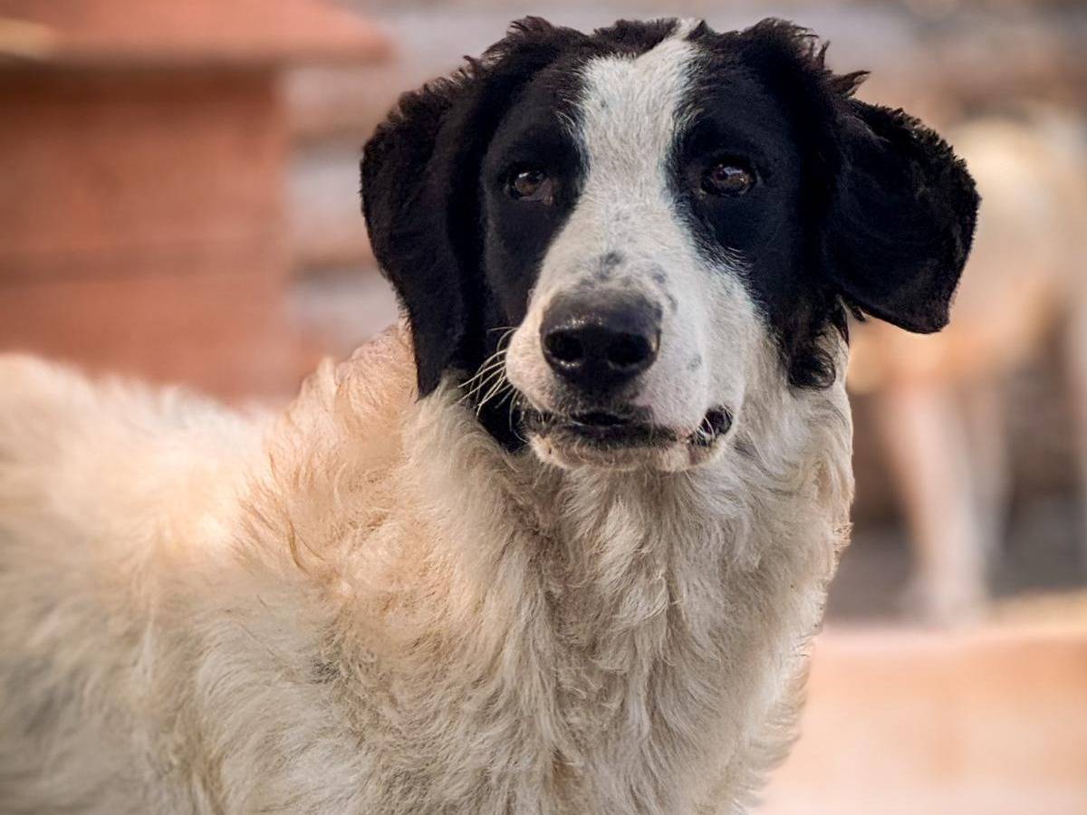 Vuoi adottare un cane a Crotone?