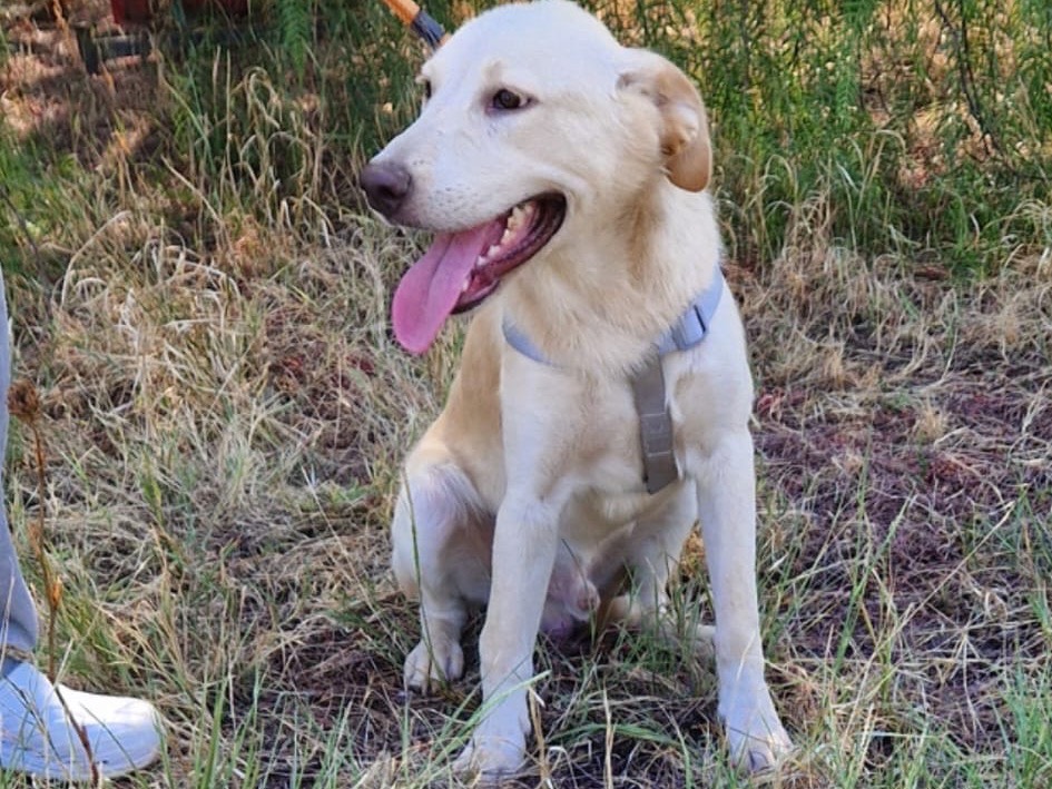 Adotta un cane, taglia media, maschio, Catanzaro
