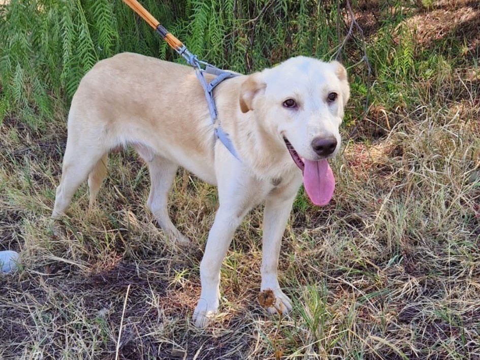 Vuoi adottare un cane a Catanzaro?