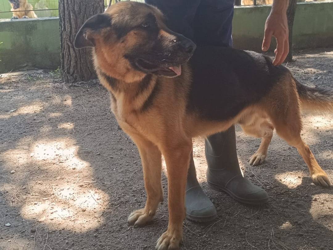 Adotta un cane, maschio, 4 anni , Caserta