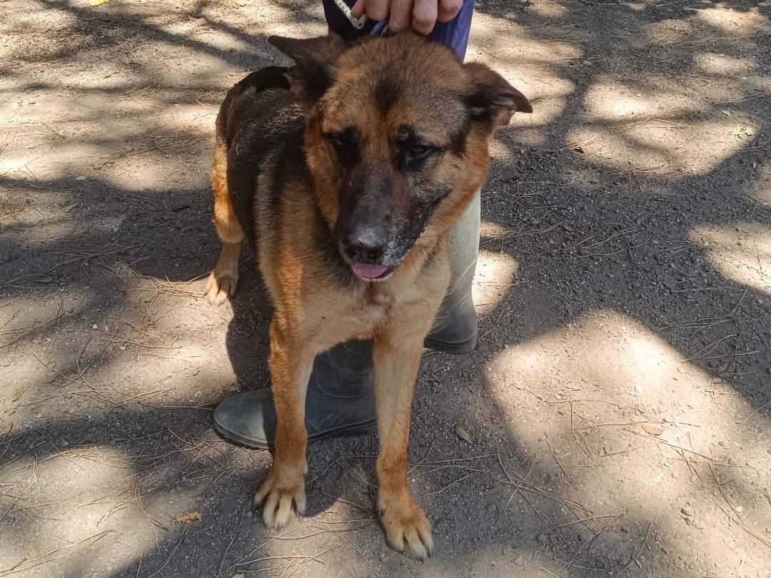 Adotta un cane, taglia grande, maschio, Caserta