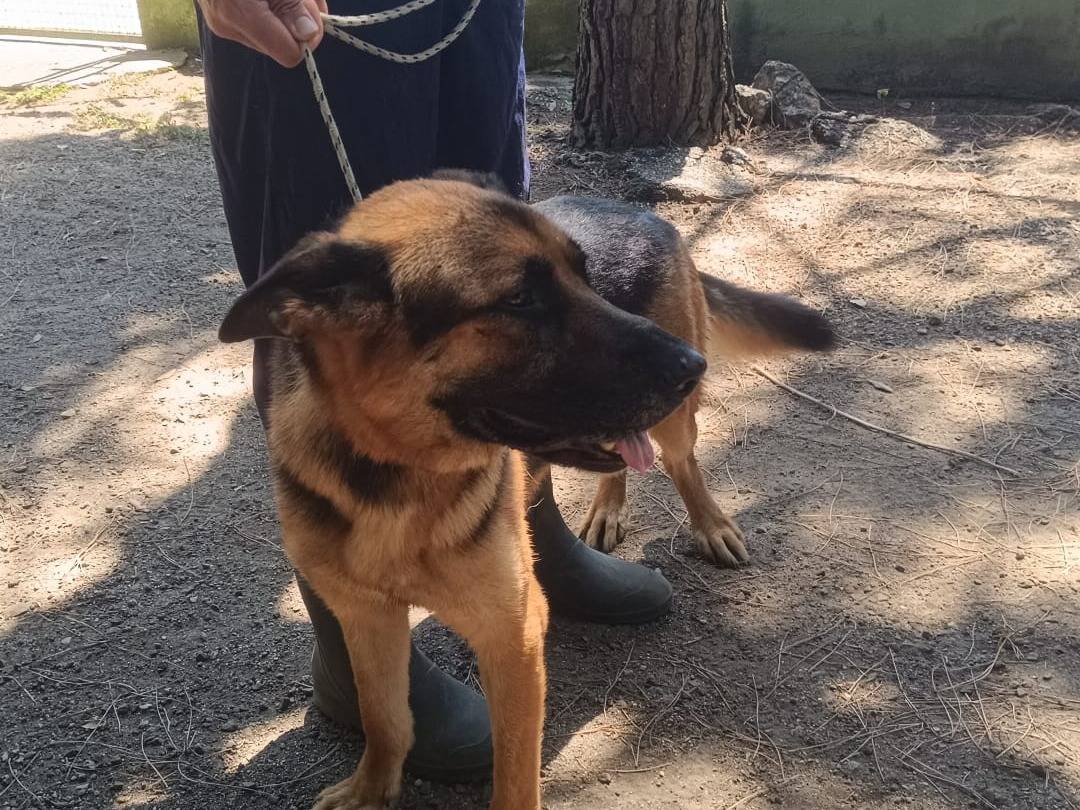 Vuoi adottare un cane a Caserta?